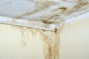 How do professionals remove mold