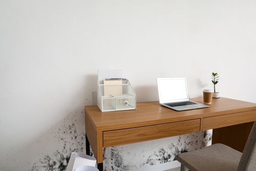 What to do after finding mold