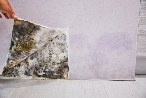 How can you tell if your house has water damage