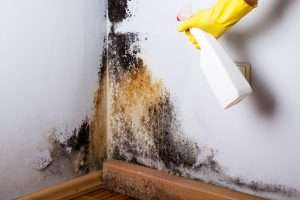 How do I know if it’s black mold