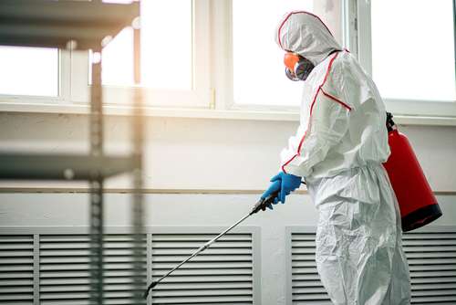 What is the main cause of black mold