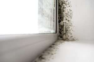 How do you get rid of black mold