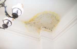 Mold Restoration Everything You Need to Know