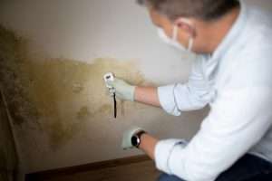 5 Important Facts About Mold & Mildew