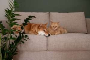 How to Protect Your Pets from Mold