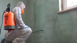 mold damage restoration remediation Rancho Bernardo