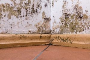Mistakes You Should Avoid When Dealing With Mold