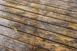 How long does it take mold to grow after water damage