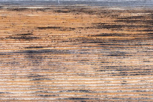 mold after wood floor water damage when to worry